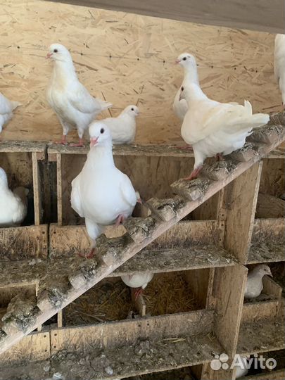 Продажа голубей