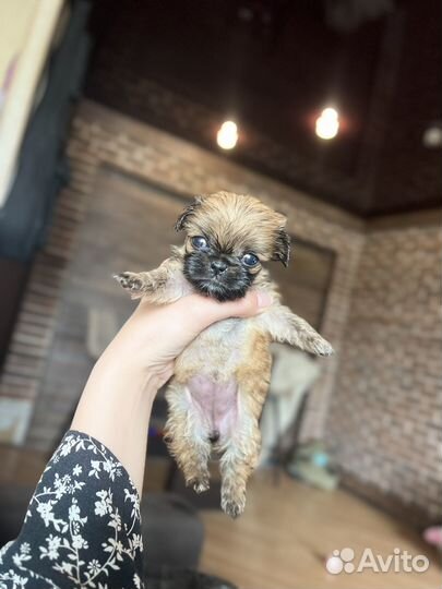 Девочка пекинес