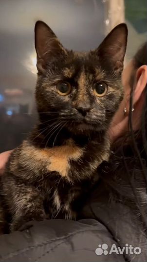 Ласковая миниатюрная кошка Алиса