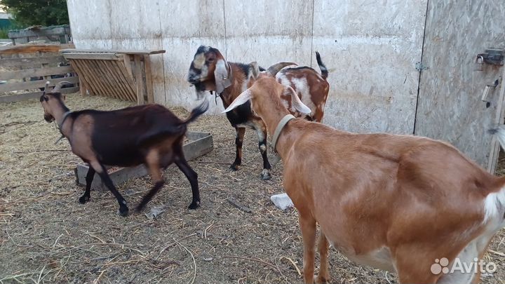 Козы дойные,козел