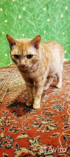 Кошечка и кот ищут добрые руки