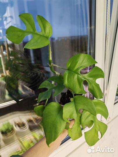 Алоказии, Синнгониум, филодендрон, монстера