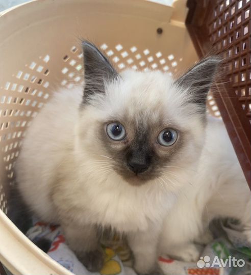 Котята тайские