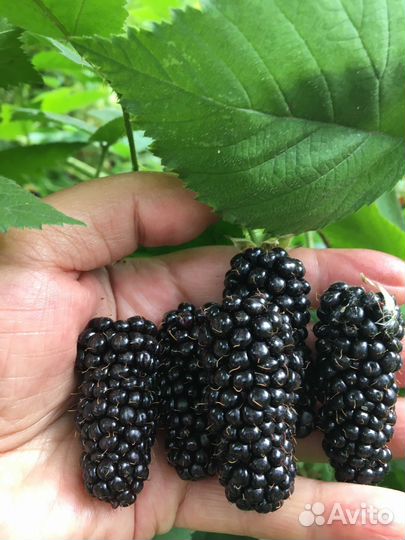 Саженцы ежевики Карака Блэк