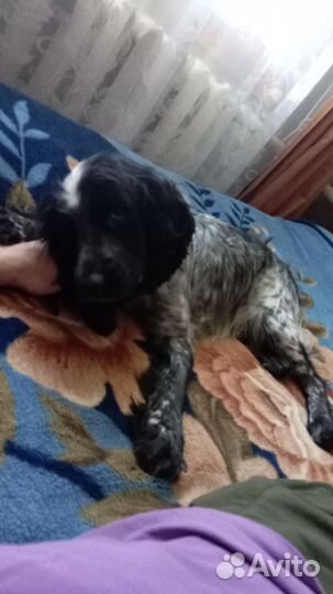 Русский спаниель вязка