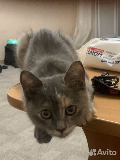 Кошечка в добрые руки
