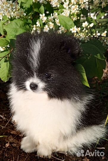 Померанский шпиц мини