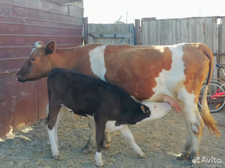 Продаются коровы с телятами