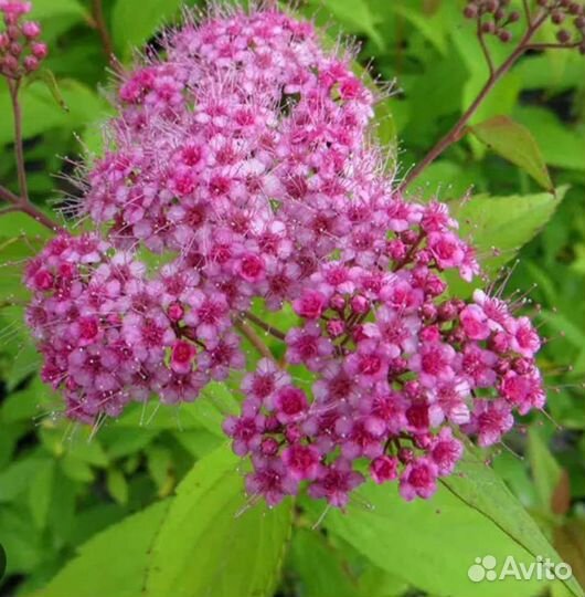 Спирея японская Макрофилла