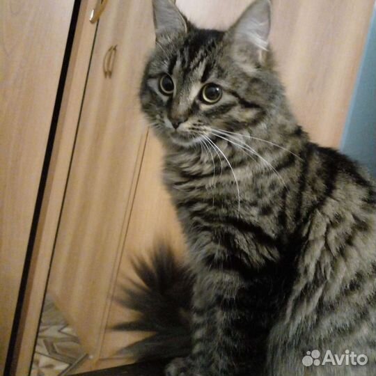 Кошки в добрые руки бесплатно