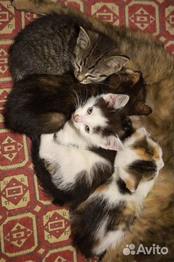 Милейшие котятки