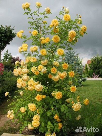 Роза Баяццо, Ванесса Белл английская