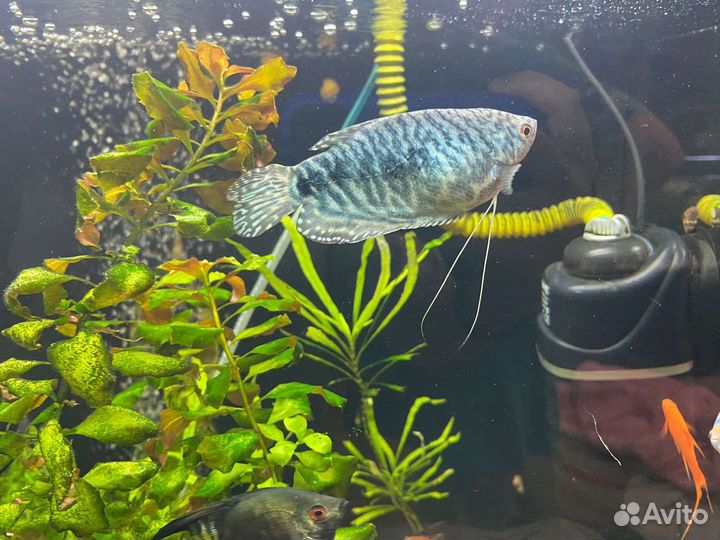 Аквариумные рыбки