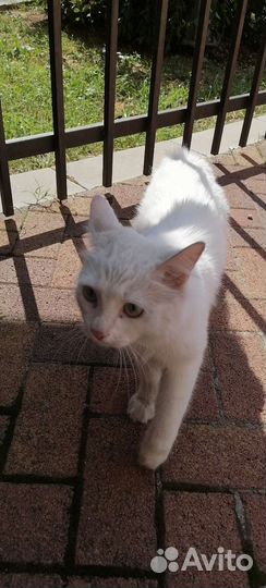 Кошка белоснежная