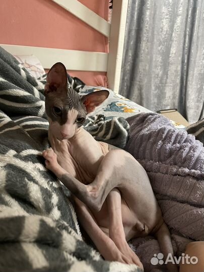 Донской сфинкс котята