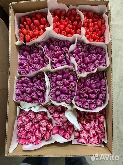 Тюльпаны букеты и пачки