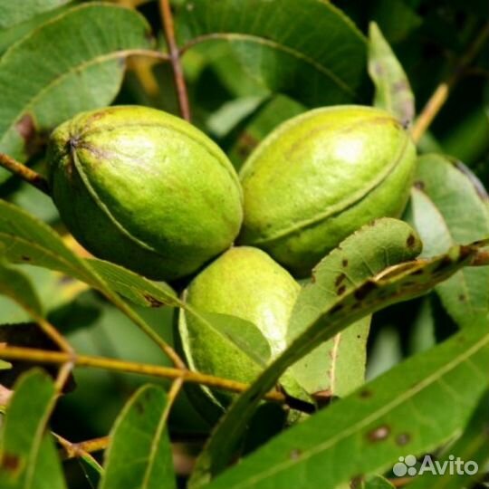 Орех Кария Пекан