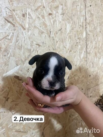 Французский бульдог