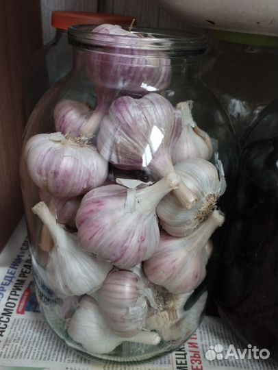 Чеснок (со своего огорода), чеснок на посадку