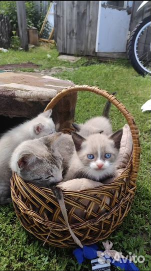 Отдам котят