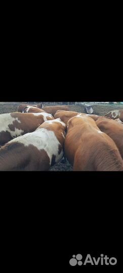 Быки живым весом