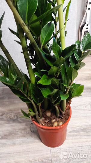 Замиокулькас