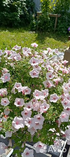 Петуния вегетативная