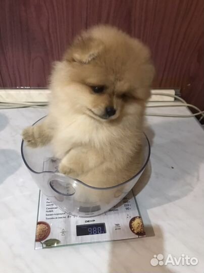 Померанский Шпиц открыт для вязки