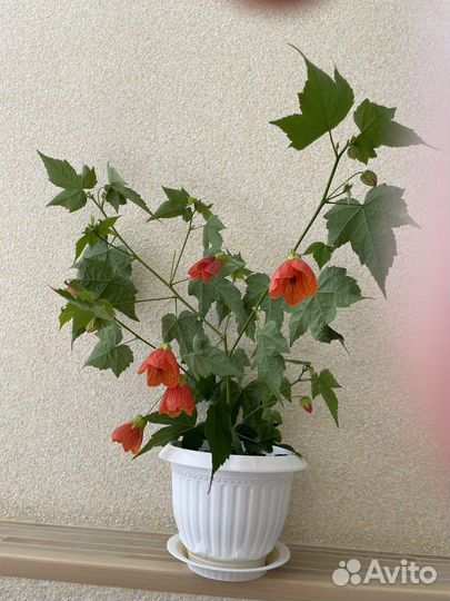 Абутилон (клён домашний)