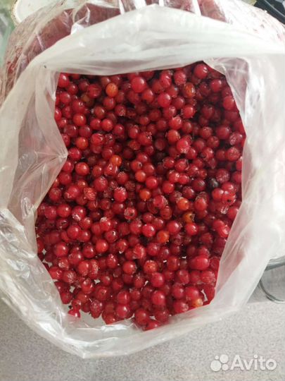 Ягоды калины замороженные