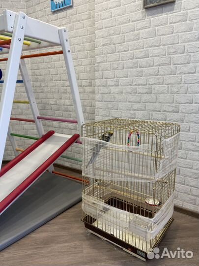 Попугай с клеткой бесплатно