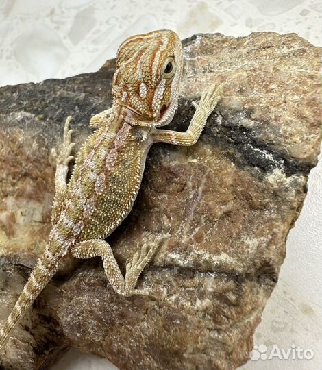 Бородатая агама / агама с террариумом
