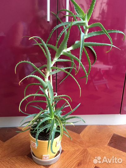 Алоэ столетник