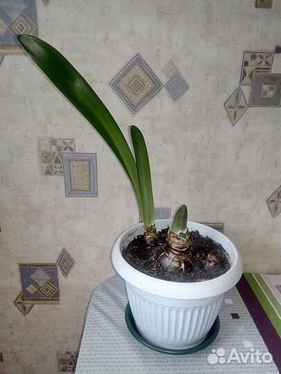 Гиппеаструм