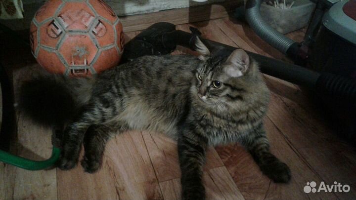 Сибирский котик