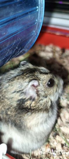 Хомяки джунгарики