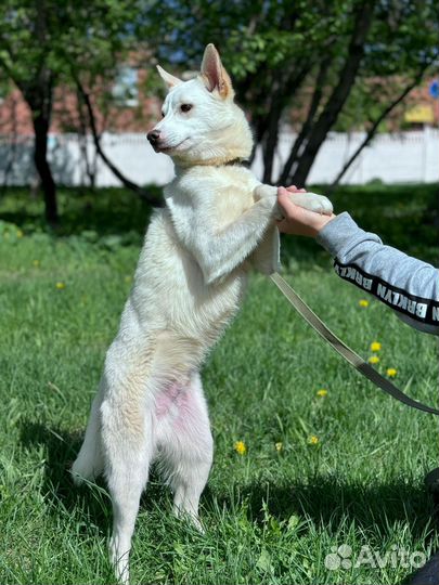 Собака в добрые руки отдам бесплатно