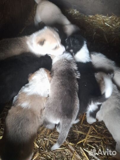 Щенки сибирских хасок