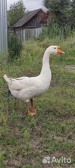 Гусь на племя