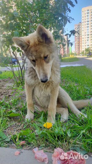Пристрою щенка в добрые руки