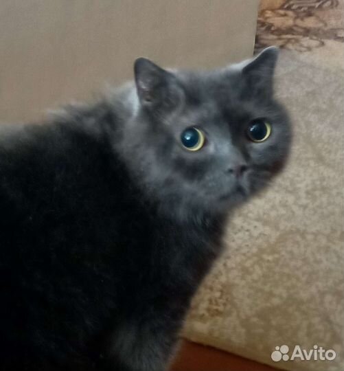 Кот Янис Британец