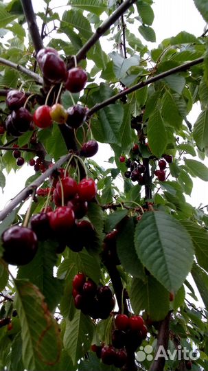 Саженцы черешни, вишни и вишнечерешневые гибриды