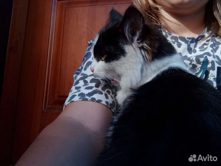 Кошка бесплатно