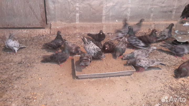 Мраморные бакинские голуби