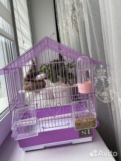 Амадины с клеткой