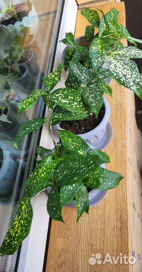 Драцена Florida Beauty