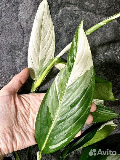 Сциндапсус Perakensis albo variegated