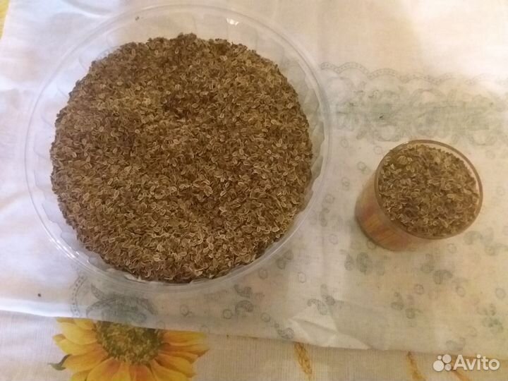 Семена укропа