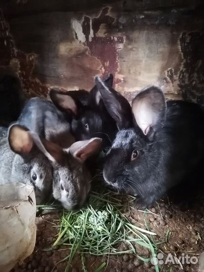 Кролики французский баран и Ризен