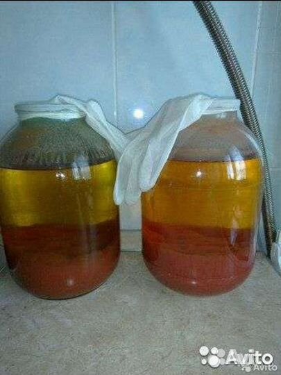 Винный гриб